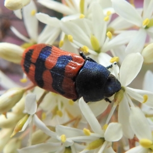 Castiarina crenata at Paddys River, ACT - 7 Feb 2022