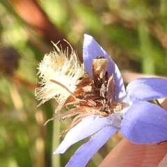 Heliocosma (genus - immature) at Lions Youth Haven - Westwood Farm A.C.T. - 7 Feb 2022