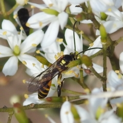 Agriomyia sp. (genus) (Yellow flower wasp) at Paddys River, ACT - 7 Feb 2022 by HelenCross