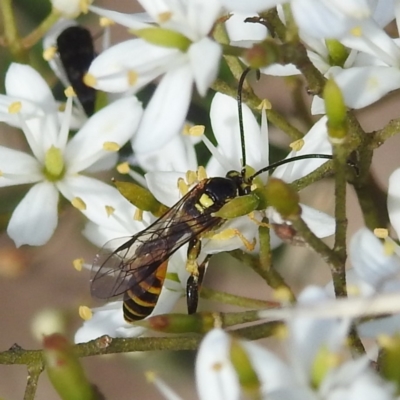 Agriomyia sp. (genus) (Yellow flower wasp) at Lions Youth Haven - Westwood Farm A.C.T. - 7 Feb 2022 by HelenCross