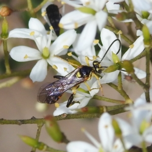 Agriomyia sp. (genus) at Paddys River, ACT - 7 Feb 2022