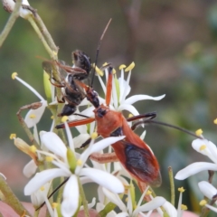 Gminatus australis (Orange assassin bug) at Lions Youth Haven - Westwood Farm A.C.T. - 7 Feb 2022 by HelenCross