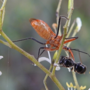 Gminatus australis at Kambah, ACT - 7 Feb 2022 06:08 PM