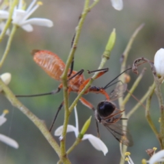 Gminatus australis at Kambah, ACT - 7 Feb 2022 06:08 PM