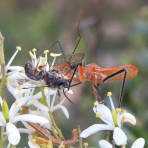 Gminatus australis at Kambah, ACT - 7 Feb 2022 06:08 PM