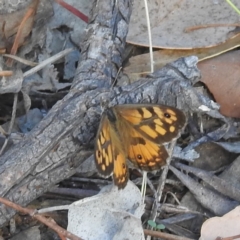 Geitoneura klugii (Klug's Xenica / Marbled Xenica) at Kambah, ACT - 7 Feb 2022 by HelenCross