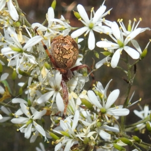 Araneinae (subfamily) at Kambah, ACT - 7 Feb 2022