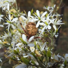 Araneinae (subfamily) at Kambah, ACT - 7 Feb 2022