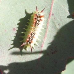 Doratifera quadriguttata at Kambah, ACT - 7 Feb 2022