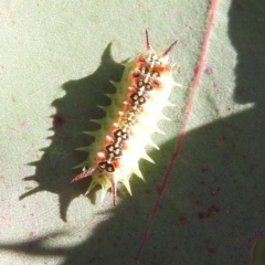 Doratifera quadriguttata at Kambah, ACT - 7 Feb 2022