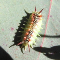 Doratifera quadriguttata at Kambah, ACT - 7 Feb 2022