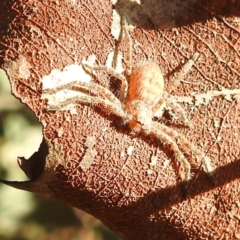 Sparassidae (family) (A Huntsman Spider) at Kambah, ACT - 7 Feb 2022 by HelenCross