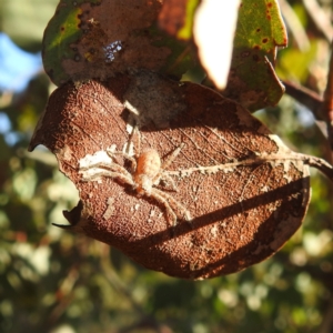 Sparassidae (family) at Kambah, ACT - 7 Feb 2022