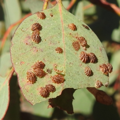 Spondyliaspis plicatuloides (Shell Lerps) at Lions Youth Haven - Westwood Farm A.C.T. - 7 Feb 2022 by HelenCross