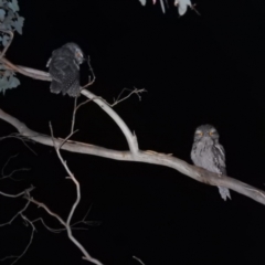 Podargus strigoides (Tawny Frogmouth) at Lions Youth Haven - Westwood Farm A.C.T. - 7 Feb 2022 by HelenCross