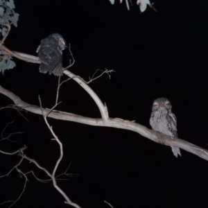 Podargus strigoides at Kambah, ACT - 7 Feb 2022