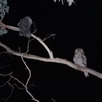 Podargus strigoides (Tawny Frogmouth) at Kambah, ACT - 7 Feb 2022 by HelenCross