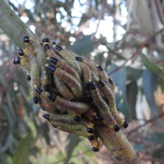 Pergidae sp. (family) (Unidentified Sawfly) at Kambah, ACT - 7 Feb 2022 by HelenCross