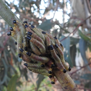 Pergidae sp. (family) at Kambah, ACT - 7 Feb 2022