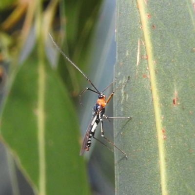 Braconidae (family) (Unidentified braconid wasp) at Lions Youth Haven - Westwood Farm A.C.T. - 7 Feb 2022 by HelenCross