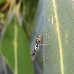 Braconidae sp. (family) (Unidentified braconid wasp) at Kambah, ACT - 7 Feb 2022 by HelenCross