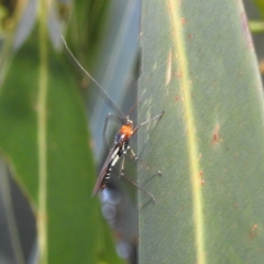 Braconidae (family) at Kambah, ACT - 7 Feb 2022 07:38 PM