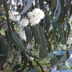 Eucalyptus maidenii (Maiden's Gum, Blue Gum) at Lions Youth Haven - Westwood Farm A.C.T. - 7 Feb 2022 by HelenCross