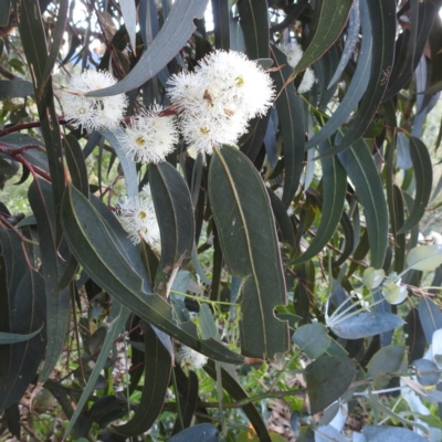 Eucalyptus globulus subsp. bicostata (Southern Blue Gum, Eurabbie) at Kambah, ACT - 7 Feb 2022 by HelenCross