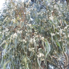 Eucalyptus globulus subsp. maidenii at Lions Youth Haven - Westwood Farm A.C.T. - 7 Feb 2022