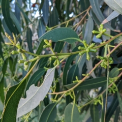 Eucalyptus globulus subsp. bicostata at Kambah, ACT - 7 Feb 2022