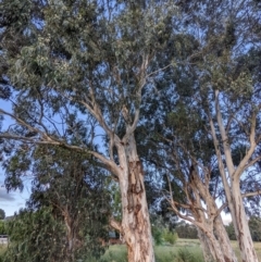Eucalyptus globulus subsp. maidenii at Lions Youth Haven - Westwood Farm A.C.T. - 7 Feb 2022