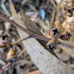 Eucalyptus globulus subsp. maidenii at Lions Youth Haven - Westwood Farm A.C.T. - 7 Feb 2022