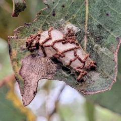 Hypertrophidae sp. (family) (Unidentified Twig Moth) at Kambah, ACT - 13 Jan 2022 by HelenCross