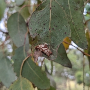 Hypertrophidae sp. (family) at Kambah, ACT - 14 Jan 2022