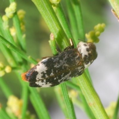 Hypocisseis suturalis (Cherry Ballart Jewel Beetle) at Piney Ridge - 6 Feb 2022 by Harrisi
