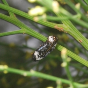 Hypocisseis suturalis at Molonglo Valley, ACT - 6 Feb 2022