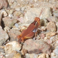 Phaulacridium vittatum (Wingless Grasshopper) at Block 402 - 6 Feb 2022 by Harrisi