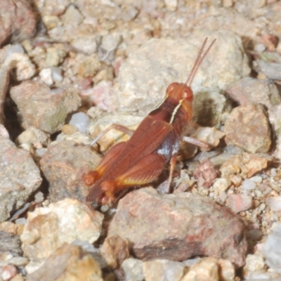 Phaulacridium vittatum (Wingless Grasshopper) at Block 402 - 6 Feb 2022 by Harrisi