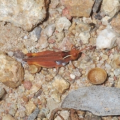 Phaulacridium vittatum at Molonglo Valley, ACT - 6 Feb 2022 04:11 PM