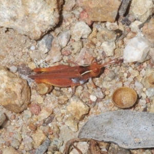 Phaulacridium vittatum at Molonglo Valley, ACT - 6 Feb 2022 04:11 PM