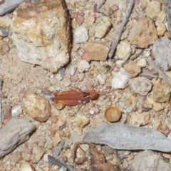 Phaulacridium vittatum at Molonglo Valley, ACT - 6 Feb 2022 04:11 PM