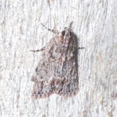 Spectrotrota fimbrialis (A Pyralid moth) at Block 402 - 6 Feb 2022 by Harrisi
