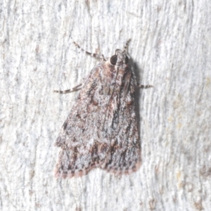 Spectrotrota fimbrialis at Molonglo Valley, ACT - 6 Feb 2022