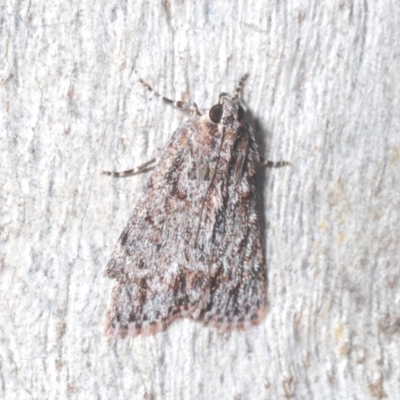 Spectrotrota fimbrialis (A Pyralid moth) at Denman Prospect 2 Estate Deferred Area (Block 12) - 6 Feb 2022 by Harrisi