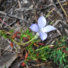 Wahlenbergia sp. (Bluebell) at Denman Prospect 2 Estate Deferred Area (Block 12) - 6 Feb 2022 by Harrisi