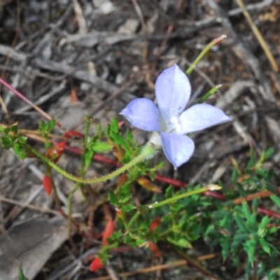 Wahlenbergia sp. (Bluebell) at Denman Prospect 2 Estate Deferred Area (Block 12) - 6 Feb 2022 by Harrisi