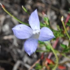 Wahlenbergia sp. at Molonglo Valley, ACT - 6 Feb 2022