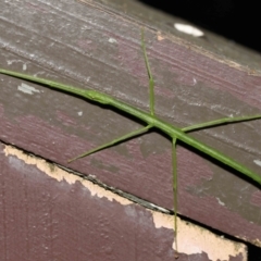Acrophylla titan (Titan Stick Insect) at Acton, ACT - 4 Feb 2022 by TimL