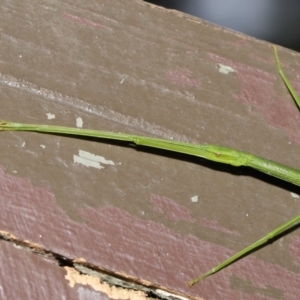 Acrophylla titan at Acton, ACT - 4 Feb 2022