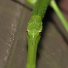 Acrophylla titan at Acton, ACT - 4 Feb 2022